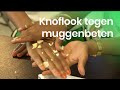 Werkt knoflook tegen muggenbeten? | NOJ | Het Klokhuis