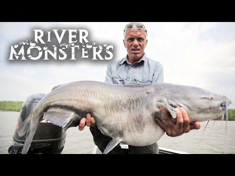 Non-stop River Monsters 24/7 | Biggest Catches & Best Moments