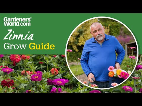 Colourful zinnia flowers | David's complete guide