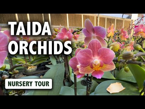 Taida Orchids Nursery Tour | THOUSANDS of Phalaenopsis Orchids in Bloom!