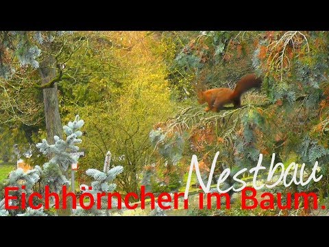 Eichhörnchen | Nestbau | Verteidigung