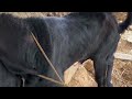 Goat Beautiful Moments Time Of The Village Farm Goat Breeding Episode 07 Viral