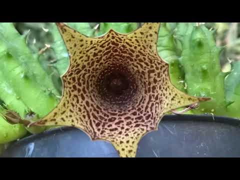 Néhány pozsgás a gyűjteményemből.