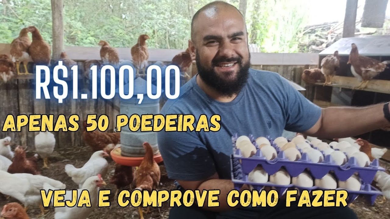 COMO GANHAR DINHEIRO COM 50 GALINHAS POEDEIRAS