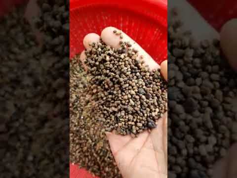 Bps badi elaichi black cardamom seed, loose, packaging size:...