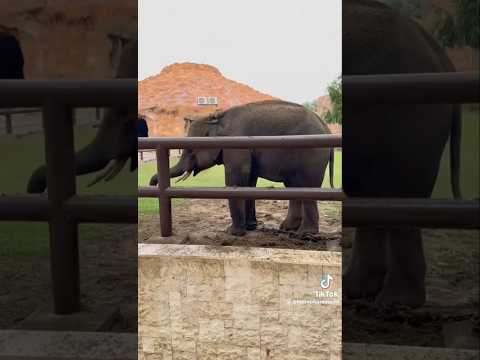 #khagendra #rudrakali #nepali #elephant #qatar #video
