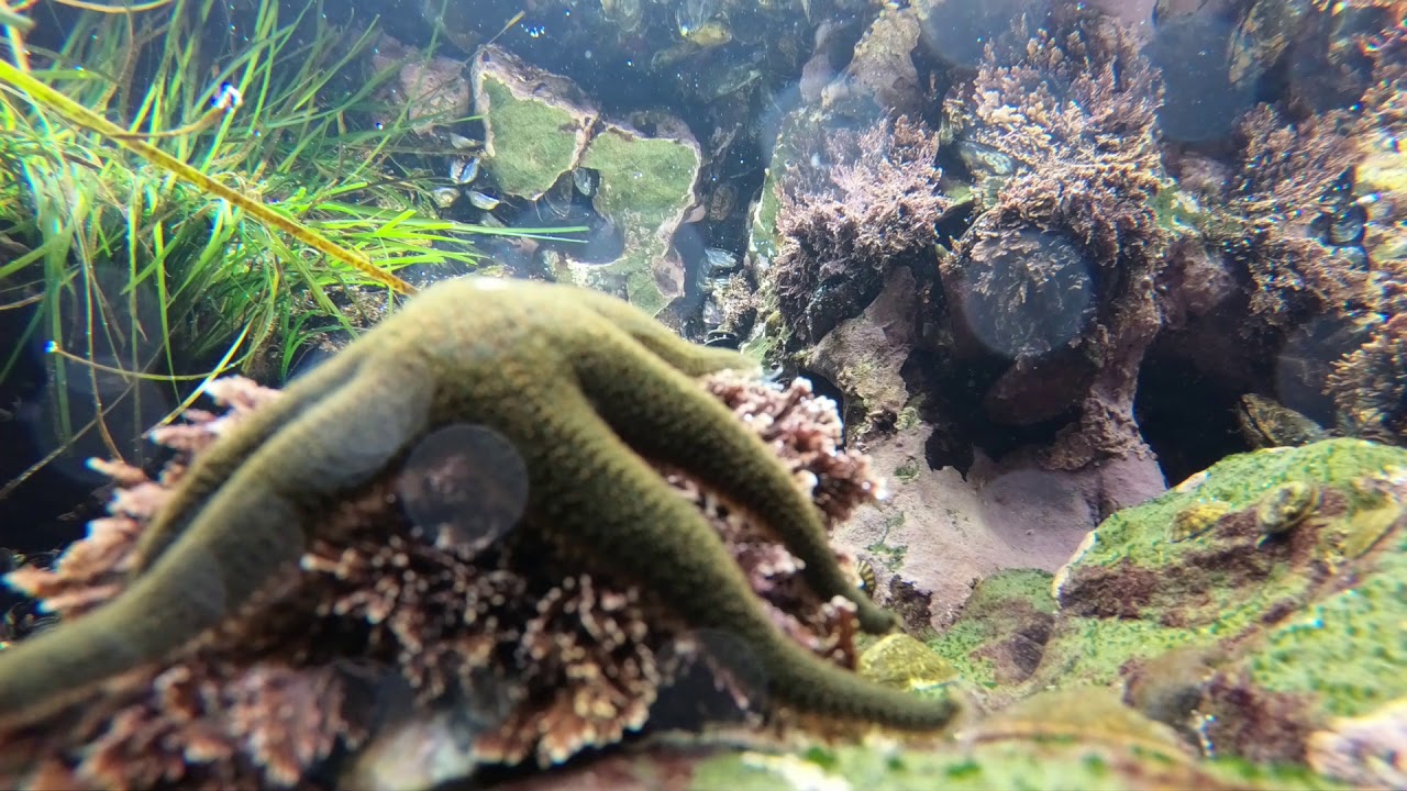 Tide Pool Time Lapse