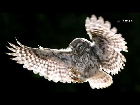 Eulen: dumm oder weise?