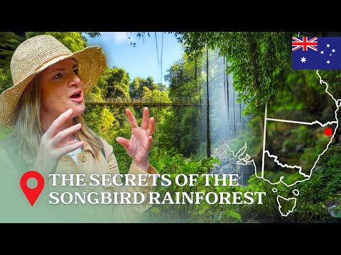 Discover The Most Incredible Secret About Australia's Ancient Rainforests