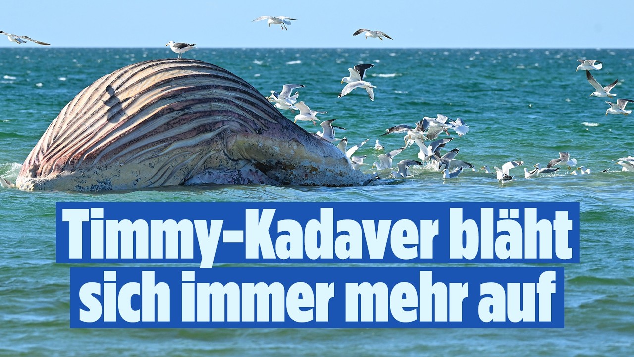 🔴 WAL TIMMY: Bergungsversuche abgebrochen  – Wird er heute explodieren? | BILD LIVE