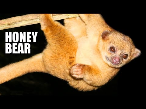 Kinkajou Facts: the HONEY BEAR | Animal Fact Files