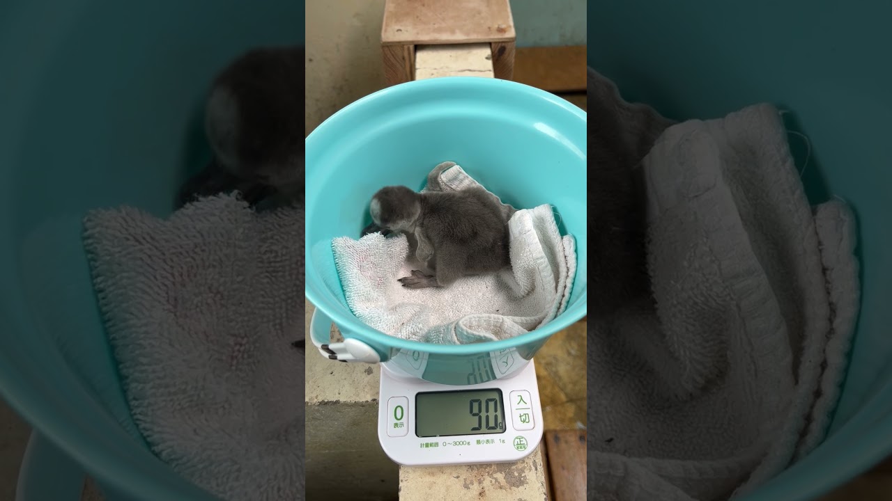 3/18ふ化🐣フンボルトペンギン生後6日目