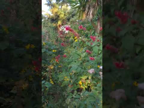 parte 1:  hermosas vistas en Santa Catarina Barahona Sacatepéquez