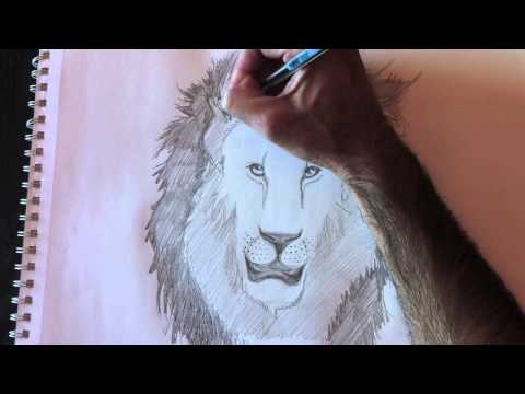 comment colorier un lion