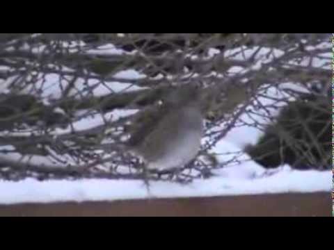 Birds In The Irish Snow (1st December 2010)