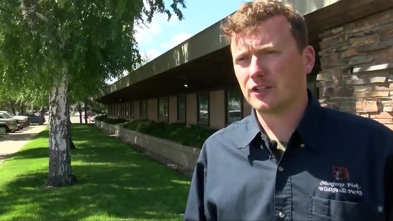 FWP issues reminder after 2 yearling grizzly bears euthanized