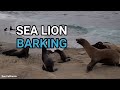 Sea Lion Barking Watching Ocean Waves