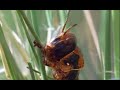 Plagues of Locusts - Wild Africa - BBC 