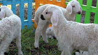 Happy Farm Animal sounds 4 minutes , Baby Sheep , Funny chicken , Cow  , goat videos , Duck , Lambs