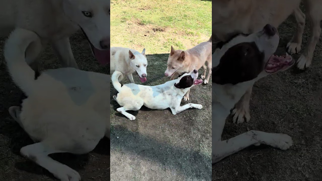 Enlarge CHARL, a Adoptable mixed breed in Delano, CA video 5/5