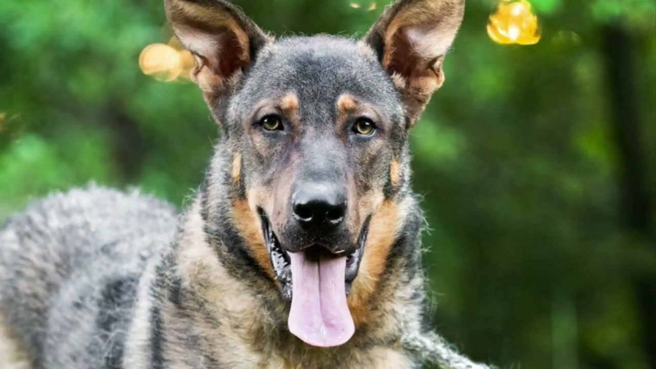 Enlarge Dawson, a ADOPTABLE mixed breed in Monroe, GA video 2/6