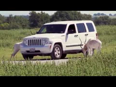 Learning About Addax Antelope