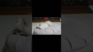 추석 특선 영화 ing (강아지 쿠션 언박싱후 쫑이의 반응이었습니다)