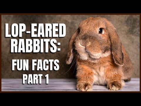 , title : 'Lop Eared Rabbits: Fun Facts (Part 1)'