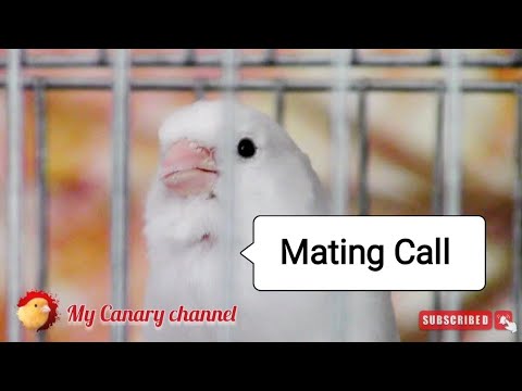 Your Canary will sing Immediately - Powerful White canary singing for training