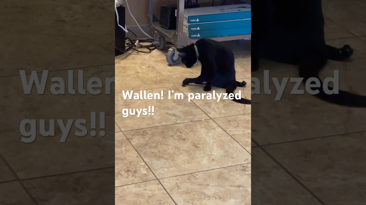 Wallen having fun chasing a bug!