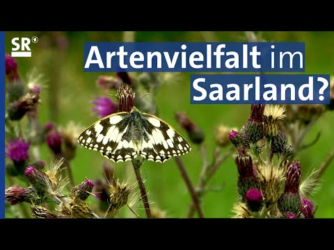 Von Bienen, Schmetterlingen und Orchideen im Saarland (Saar Natur -  tierisch gut! Folge 14)