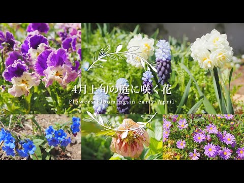 白い花の咲く植物：春に庭に植える4つの多年草  庭園