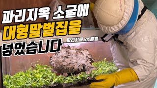 대형말벌집을 파리지옥 소굴에 잡아 넣어봤더니... 대형말벌집 vs 파리지옥소굴