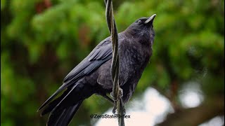 One Eye'd Crow Buddy Stops By