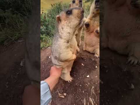 Animals bobbers #bober #animals #shorts