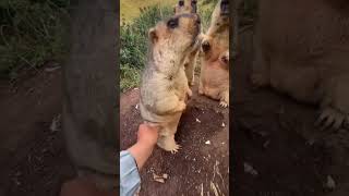 Download lagu Animals bobbers #bober #animals #shorts mp3