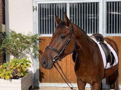 NIK 4j. DR v. PAV New York (Nemax) - Szenario  VB 8.000,- Euro