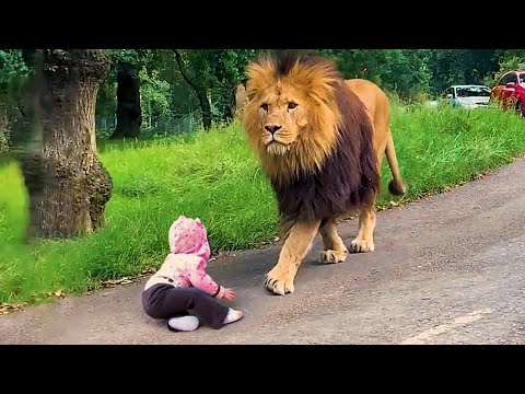25 Minutes of DANGEROUS Animals Caught Being Friendly