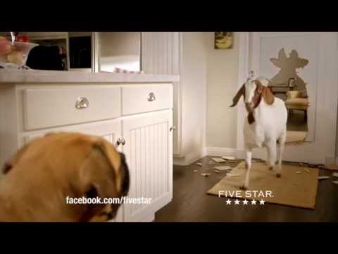 Cinco the Dog vs. Five Star Flex®