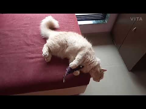 Cat's 😽 play with mouse 🐭toy | Shaikh firdous