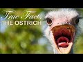 True Facts: The Ostrich