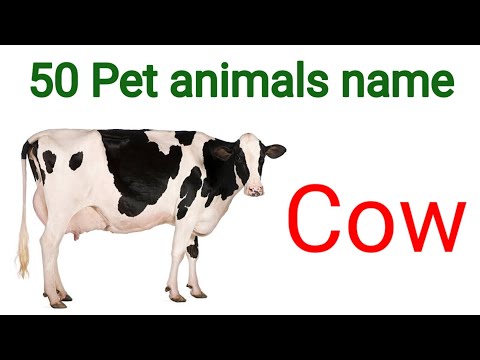 animals name | Let's learn animals name | pet animals name | domestic animals name |  animals name
