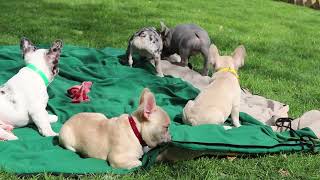 French Bulldog Puppies For Sale