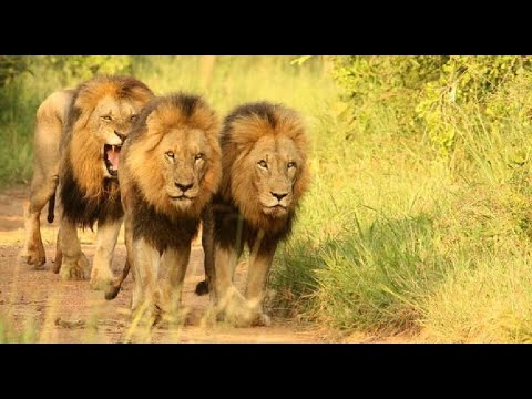 Mapogo Lions ¦ Rare MalaMala Report From 2007 & Campfire-Chat At Djuma in 2008 (Sabi Sand)