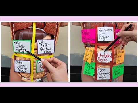 The 4 Abdominal Quadrants and the 9 Abdominal Regions