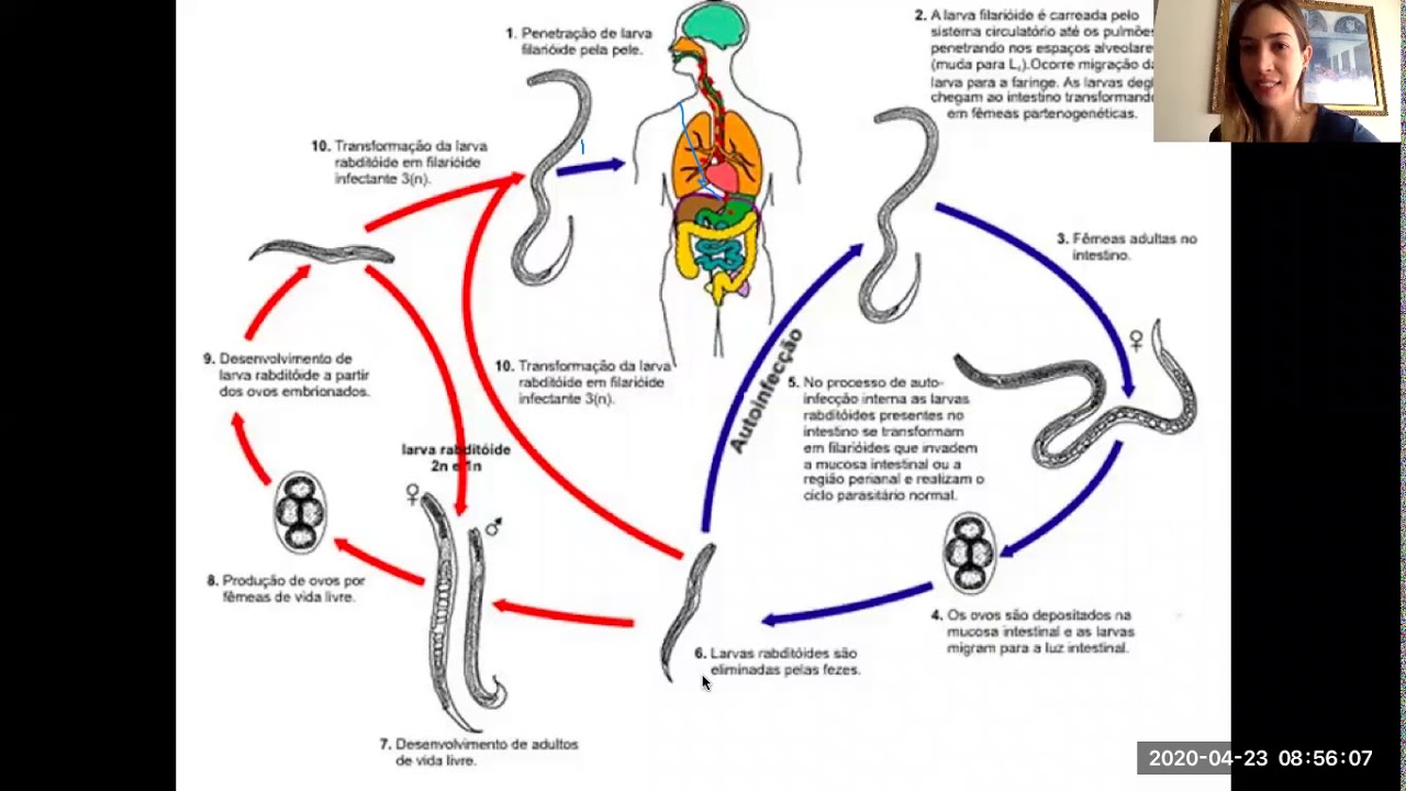 Estrongiloidíase (parte 1)