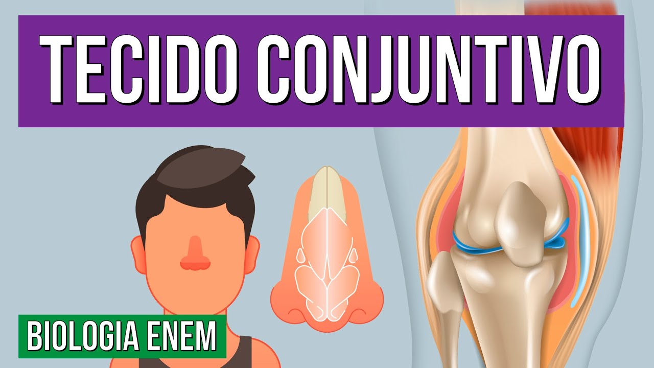 TECIDO CONJUNTIVO: Tipos, características, funções e composição | Resumo de Biologia para o Enem