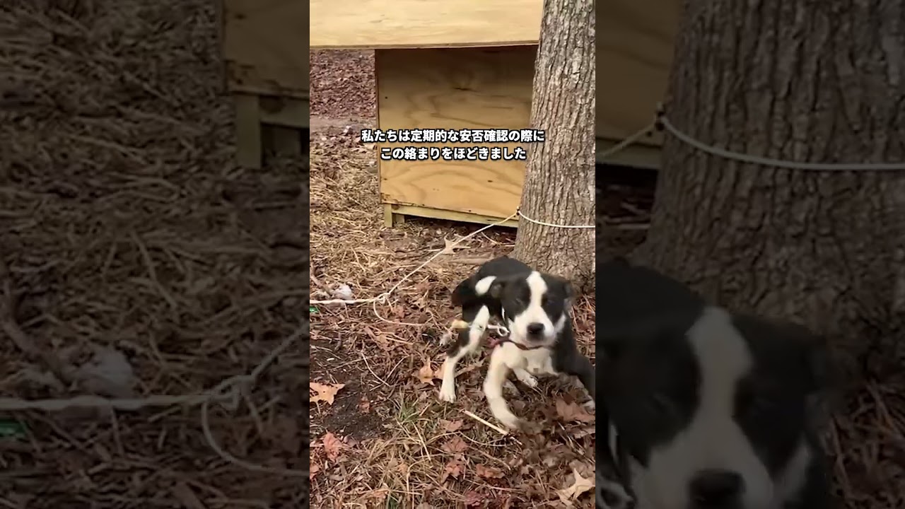 【外飼い】絡まっていた犬のココ