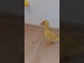 Cute Duckling Sounds