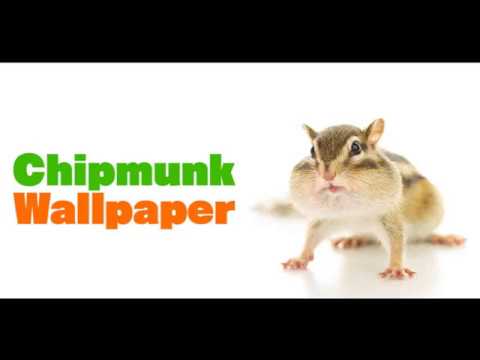 Wallpaper Chipmunk